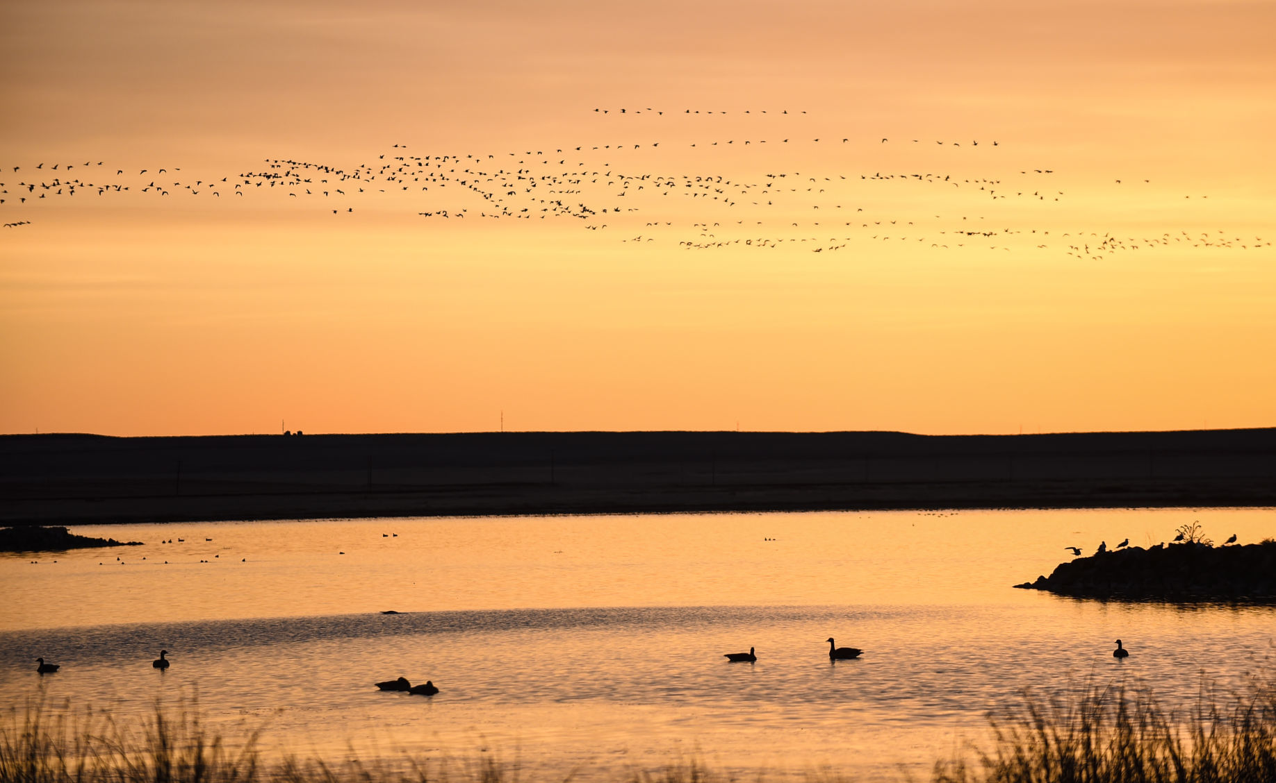 Freezout Lake Snow Goose Migration